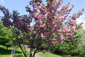 2025年5月19日桜の状況 (新桜並木の八重ザクラ)2