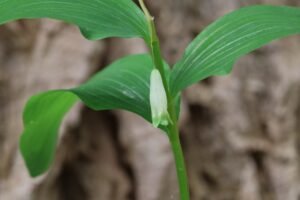 ミヤマナルコユリ2025年5月25日