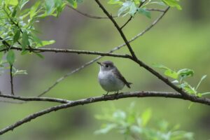 コサメビタキ2025年5月11日