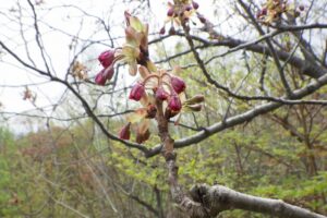2025年5月6日桜の状況 (八重桜並木のつぼみのアップ)