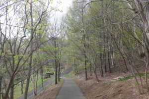 2025年5月5日桜の状況 (巨木の谷付近)