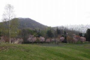 2025年5月2日桜の状況 (新桜並木と円山)