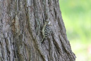 コゲラ2025年5月18日
