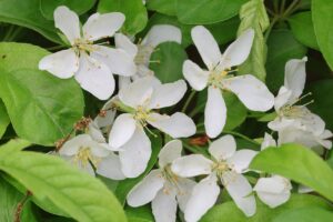 ズミ2025年5月25日