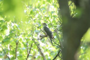 ツツドリ2025年５月25日