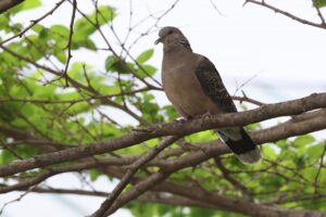 キジバト2025年5月18日