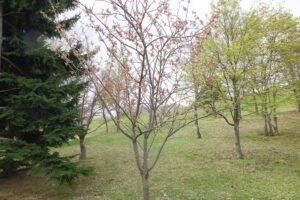 2025年5月6日桜の状況 (新桜並木の八重桜) (1)