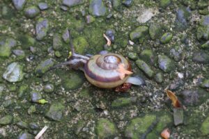 サッポロマイマイ2025年5月11日