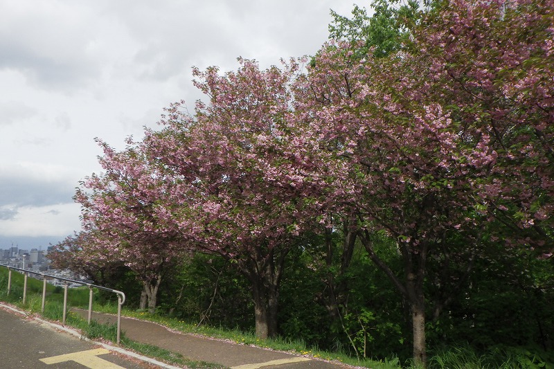 2025年5月18日桜の状況 (八重桜並木)