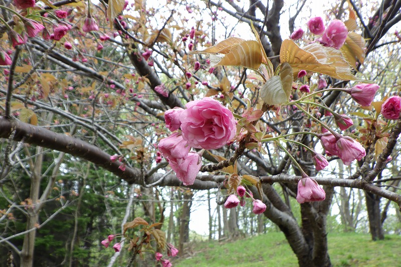 2025年5月10日桜の状況 (寺田京子句碑近くの八重桜、花のアップ)