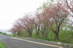 2025年5月10日桜の状況 (レストハウス近く八重ザクラ並木)