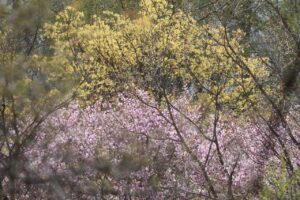 桜とイタヤカエデ2025年5月5日