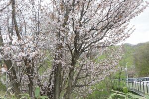2025年5月4日桜の状況 (レストハウス近く)
