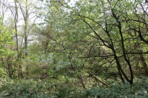 2025年5月15日桜の状況 (巨木の谷のセイヨウミザクラ)