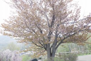 2025年5月5日桜の状況 (展望台一本桜)2