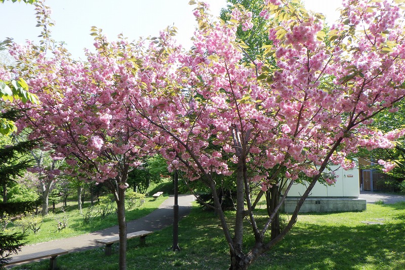 2025年5月19日桜の状況 (新桜並木の八重ザクラ)