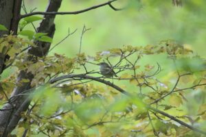 ウグイス2025年5月25日