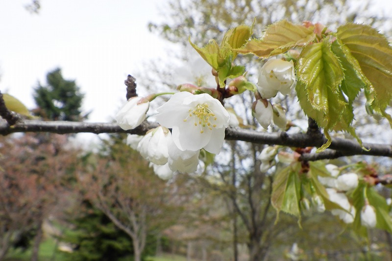 2025年5月6日桜の状況 (新桜並木のカスミザクラ) (1)
