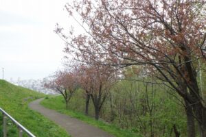 2025年5月9日桜の状況 (八重桜並木) (1)