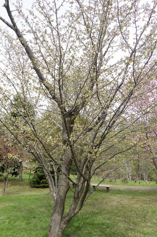 2025年5月6日桜の状況 (新桜並木のカスミザクラ) (2)