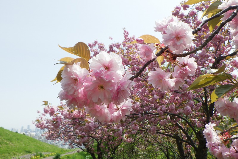 2025年5月15日桜の状況 (八重ザクラ並木の花のアップ2)