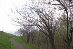 2025年5月2日桜の状況 (八重桜並木)