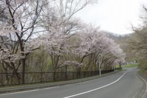 2025年5月2日桜の状況 (旧桜並木)