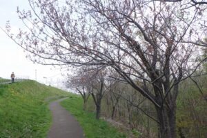 2025年5月5日桜の状況 (八重桜並木)