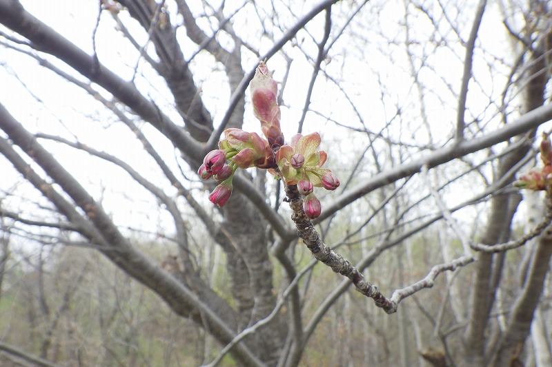 2025年5月2日桜の状況 (八重桜並木の花のつぼみ)