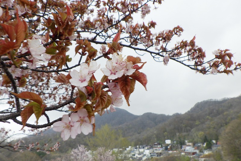 2025年5月2日桜の状況 (展望台一本桜の花のアップ)