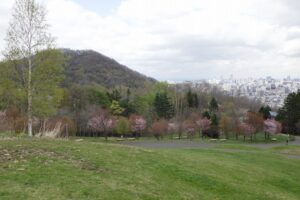 2025年5月4日桜の状況 (新桜並木と円山)