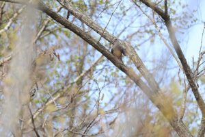 キジバト2025年5月5日