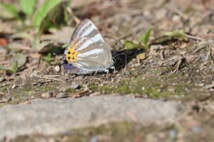 トラフシジミ2025年5月18日