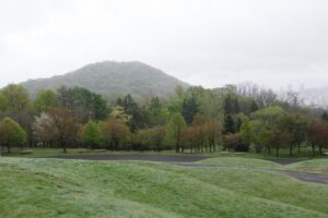 2025年5月10日桜の状況 (新桜並木と円山)