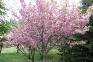 2025年5月18日桜の状況 (新桜並木の八重ザクラ)