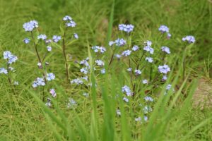 ワスレナグサ2025年5月11日森の家階段