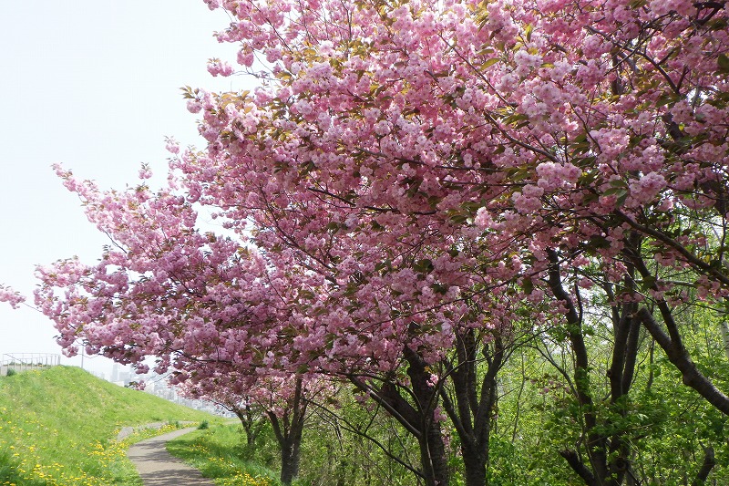 2025年5月15日桜の状況 (八重ザクラ並木全体)