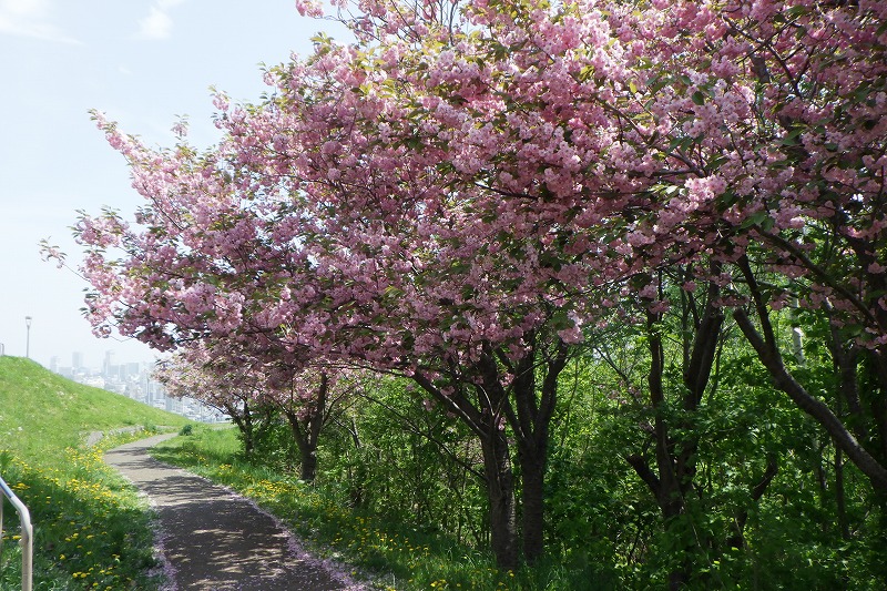 2025年5月17日桜の状況 (レストハウス近くの八重桜並木)