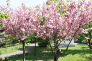 2025年5月17日桜の状況 (新桜並木の八重ザクラ)