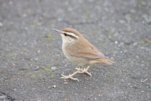 ヤブサメ2025年5月5日山紅葉坂地面を歩く