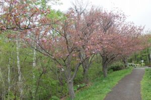 2025年5月10日桜の状況 (レストハウス近く八重ザクラ並木)2