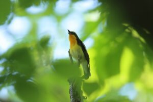 キビタキ雄2025年5月18日囀り