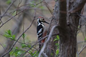 オオアカゲラ雄2025年5月5日森の家前