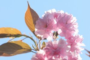 旭山記念公園の桜2025年5月16日3八重桜並木八重桜アップ