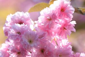 旭山記念公園の桜2025年5月16日4八重桜並木八重桜アップ逆光