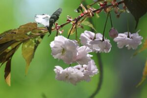 旭山記念公園の桜2025年5月16日5白花八重桜