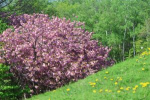 旭山記念公園の桜2025年5月16日7セイヨウタンポポと八重桜並木