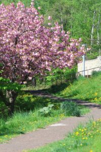 旭山記念公園の桜2025年5月16日6八重桜並木東側から望む