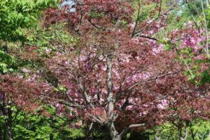旭山記念公園の桜2025年5月16日8ノムラカエデと八重桜