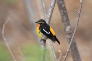 キビタキ雄2025年5月5日1